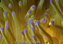 anemone shrimp.... by Parvin Dabas 